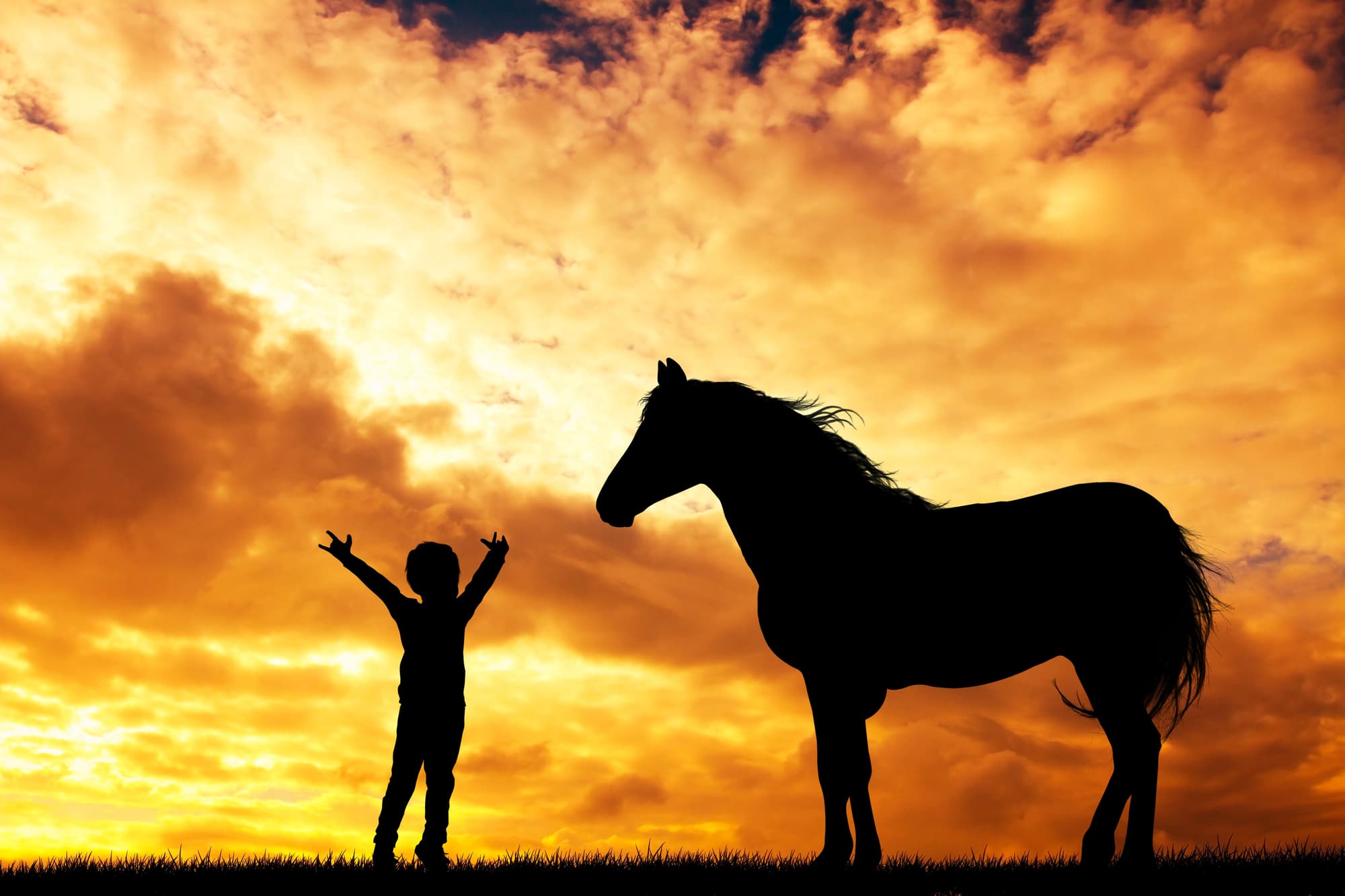 horse and sunset